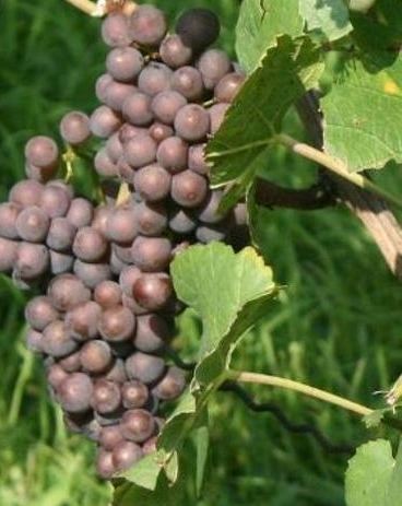Grauburgunder oder Pinot Grigion online kaufen bei Viantis.